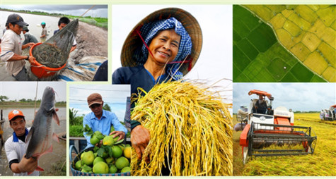 Chén cơm đồng bằng