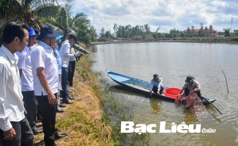 Sở NN&PTNT: Kiểm tra mô hình lúa - tôm của Dự án WWF đầu tư tại huyện Phước Long và TX. Giá Rai