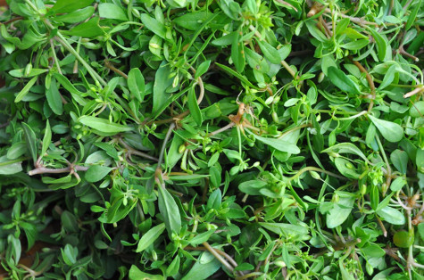 Tác dụng trị bệnh của rau đắng đất