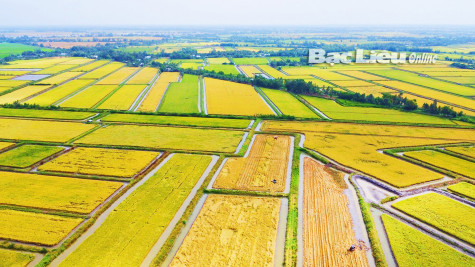 Nông nghiệp Bạc Liêu: Những thành tựu nổi bật