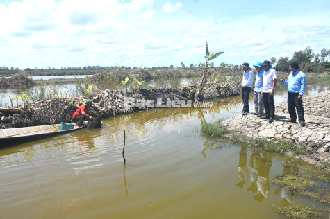 Hiệu quả từ mô hình tôm - lúa của WWF đầu tư