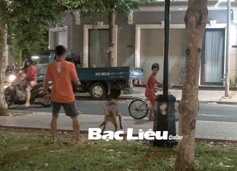 Cần đeo rọ miệng chó khi dắt đi dạo
