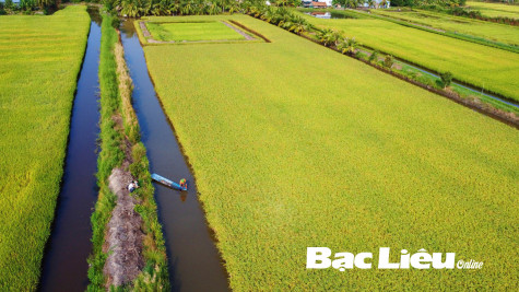 Khơi thông tín dụng cho kinh tế tập thể: Trợ lực để nông nghiệp phát triển