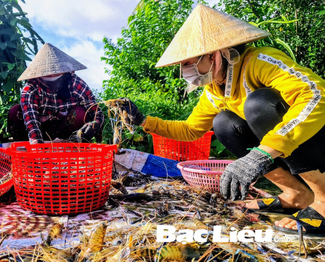 Huyện Hồng Dân: Nhiều phong trào thi đua phát triển kinh tế - xã hội hiệu quả