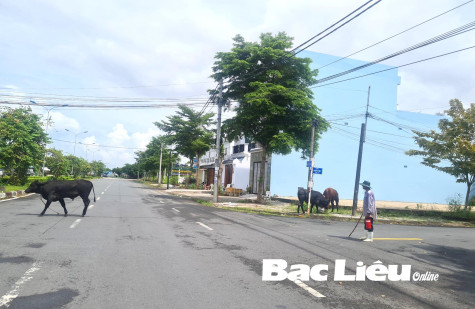 Chăn thả gia súc trên đường gây mất an toàn giao thông