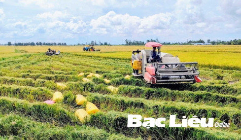 Hiệu quả cánh đồng lớn gắn với ô đê bao khép kín