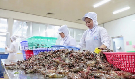 Nông nghiệp Bạc Liêu: Chú trọng phát triển chuỗi giá trị ngành tôm