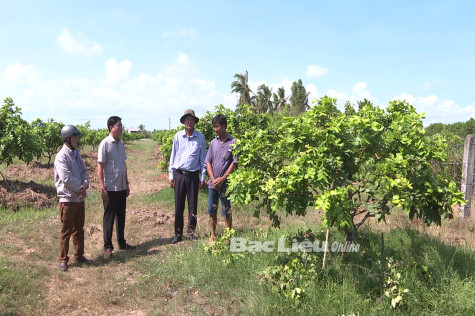TP. Bạc Liêu: Nhân rộng và phát huy giá trị cây thanh nhãn Bạc Liêu
