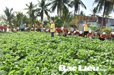 Cấp mã vùng trồng trong sản xuất rau màu