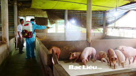 Chủ động phòng, chống dịch bệnh trên đàn heo