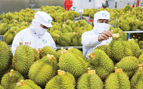 Xuất khẩu sầu riêng đạt hơn 1,3 tỷ USD nửa đầu năm