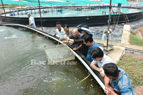 Xây dựng Đồng bằng sông Cửu Long trở thành vùng trọng điểm về công nghiệp tôm: Nhìn từ “thủ phủ” tôm Bạc Liêu
