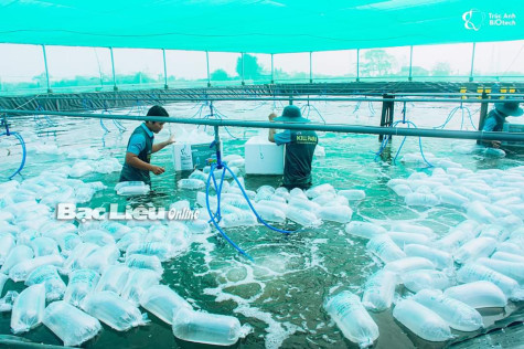 Xây dựng Đồng bằng sông Cửu Long trở thành vùng trọng điểm về công nghiệp tôm: Nhìn từ “thủ phủ” tôm Bạc Liêu