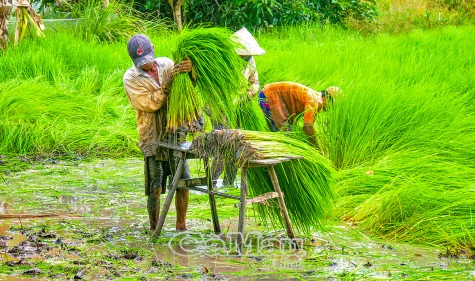 Tất bật nghề nông