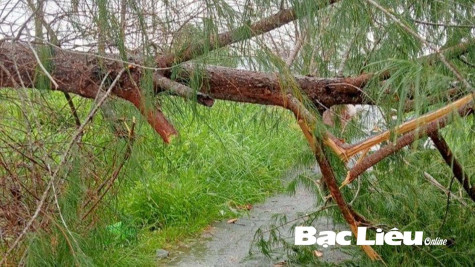 Phòng tránh cây ngã đổ mùa mưa bão