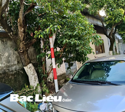 Biển báo giao thông “núp lùm”