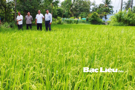 Chủ động bảo vệ trà lúa hè thu