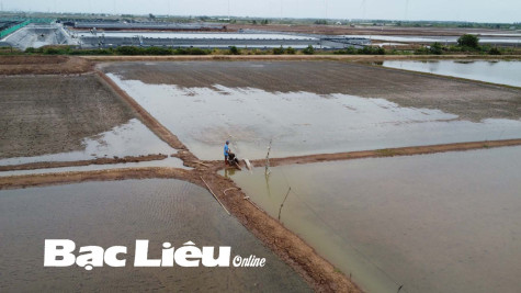 Luân canh trên ruộng muối