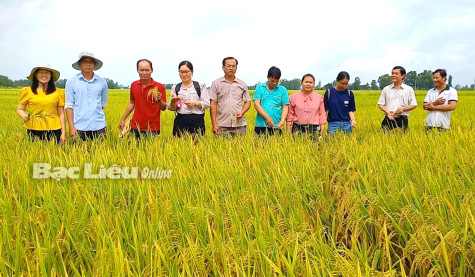 Tổng kết mô hình trình diễn giảm chi phí và nâng cao hiệu quả canh tác lúa