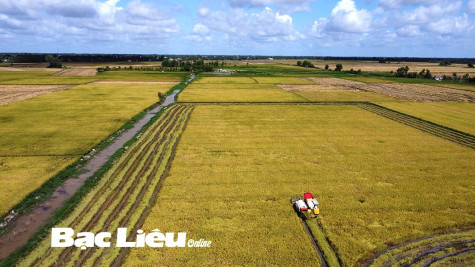 Nông dân vào vụ thu hoạch lúa hè thu