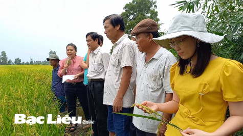 Sản xuất lúa giảm phát thải: Hướng đi của nền nông nghiệp phát triển bền vững
