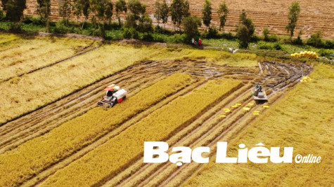 Nông dân phấn khởi vì lúa trúng mùa, được giá