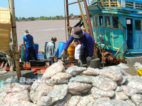 Ưu tiên phát triển công nghiệp chế biến thức ăn cho con tôm