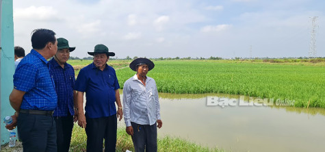 Lúa - tôm: Mô hình phát triển bền vững