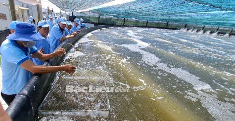 Tìm hướng phát triển bền vững cho nông nghiệp Bạc Liêu