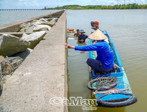 Nghề khai thác hàu ven đê