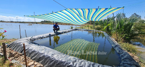 Kỹ thuật ương vèo tôm giống nuôi xen canh lúa