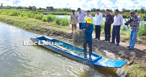 Sẵn sàng cho vụ lúa - tôm mới