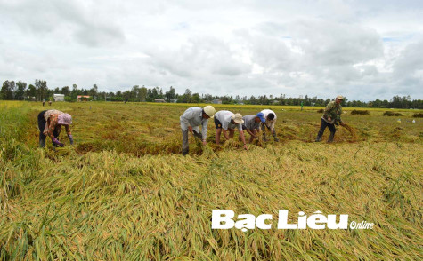 Hơn 8.000ha lúa bị đổ ngã do ảnh hưởng bão số 3