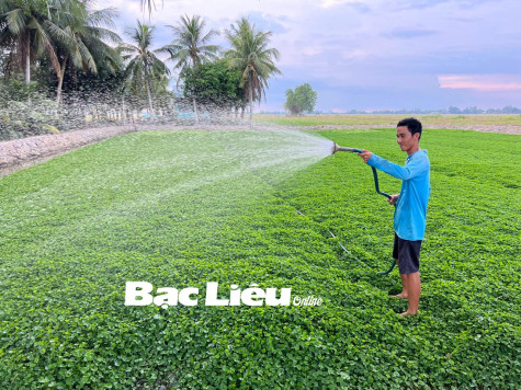 Hội thảo “Một số giải pháp nâng cao hiệu quả sản xuất rau má an toàn”
