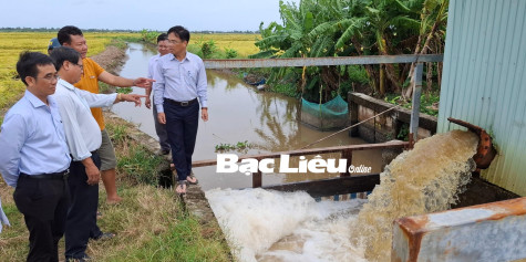 Sở NN&PTNT: Kiểm tra tình hình lúa hè thu bị đổ ngã do ảnh hưởng bão số 3