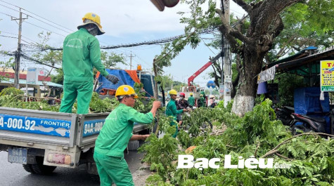 Quản lý cây xanh mùa mưa bão