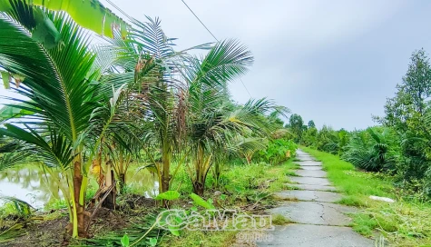 Củ hủ dừa - Tiềm năng vào OCOP