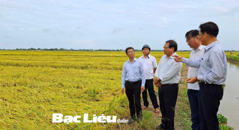 Đẩy nhanh tiến độ thu hoạch trà lúa hè thu