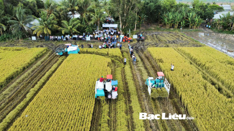 Nâng cao giá trị cho hạt lúa Bạc Liêu