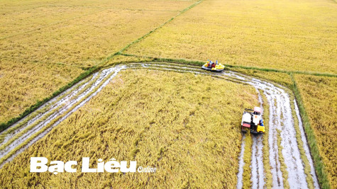 “Cò” lúa - thương lái và nông dân: Cần phải giữ chữ tín