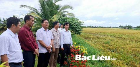 ​Sở NN&PTNT kiểm tra tình hình tiêu úng bảo vệ trà lúa hè thu tại huyện Hòa Bình và TX. Giá Rai