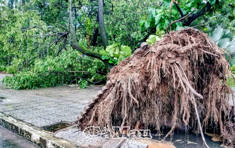 Mưa dông liên tiếp gây thiệt hại nhiều tài sản