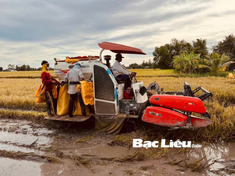 Khẩn trương tập trung giúp nông dân thu hoạch dứt điểm lúa vụ hè thu