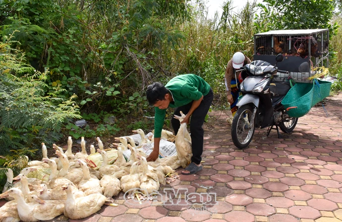 Cẩn trọng với nguồn thực phẩm từ gia cầm chưa qua kiểm dịch