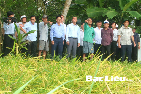 HỖ TRỢ NÔNG DÂN THU HOẠCH LÚA BỊ NGẬP ÚNG