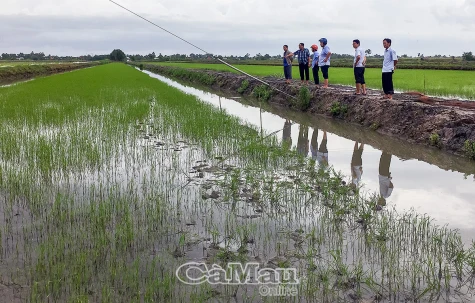 Bảo vệ lúa mới gieo sạ