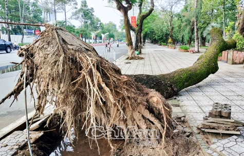 Cây ngã nơi công cộng, sau hơn 1 tuần chưa xử lý hoàn toàn