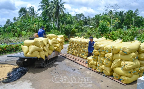 Giá lúa cao hơn cùng kỳ từ 500-2.000 đồng/kg