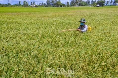 Không nên lạm dụng thuốc bảo vệ thực vật