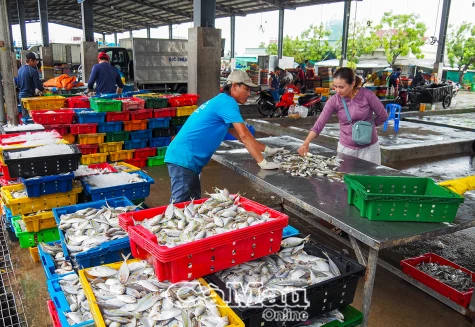 Nhộn nhịp Cảng cá Sông Ðốc